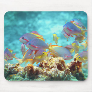 Anthias - Farbenfrohe Fischschule am Korallenriff Mousepad