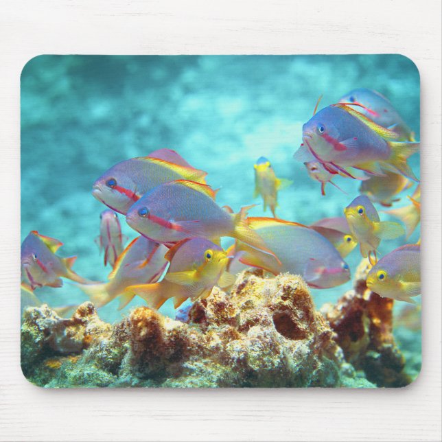 Anthias - Farbenfrohe Fischschule am Korallenriff  Mousepad (Vorne)