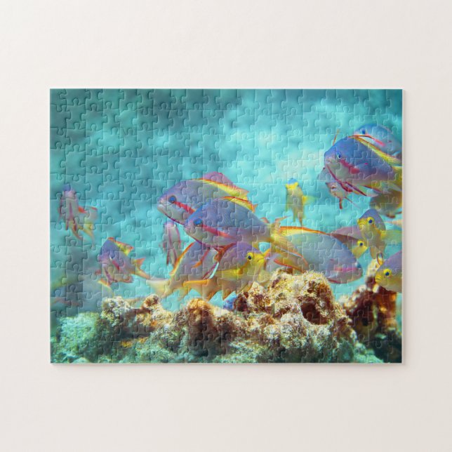 Anthias - Farbenfrohe Fischschule am Korallenriff  Puzzle (Horizontal)