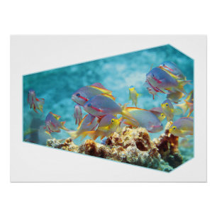 Anthias fish at coral reef - fotografische Gestalt Poster