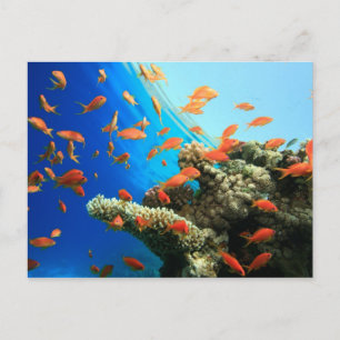 Anthias LyRetail am Korallenriff Postkarte
