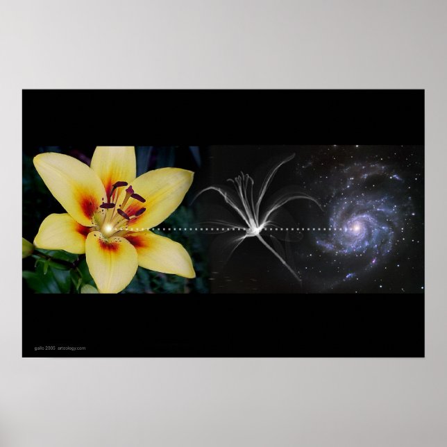 Anthony's Lily von Gregory Gallo Poster (Vorne)