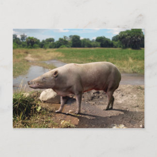 Anthracotherium ("Kohlebestie") Postkarte