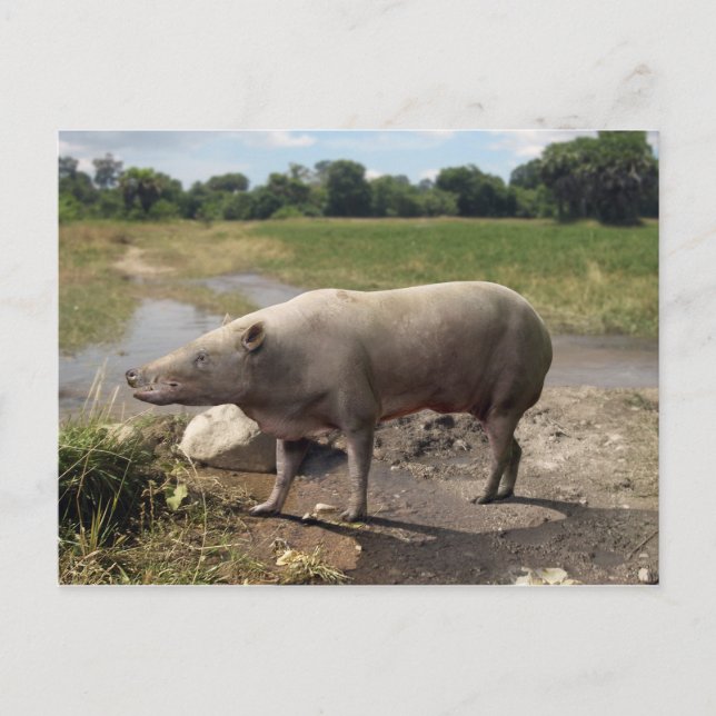 Anthracotherium ("Kohlebestie") Postkarte (Vorderseite)