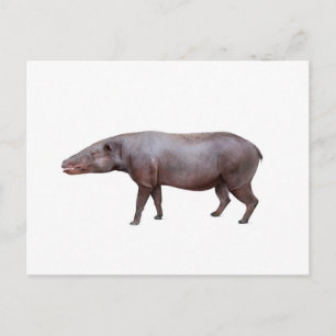 Anthracotherium ("Kohlebestie") Postkarte, weiß Postkarte