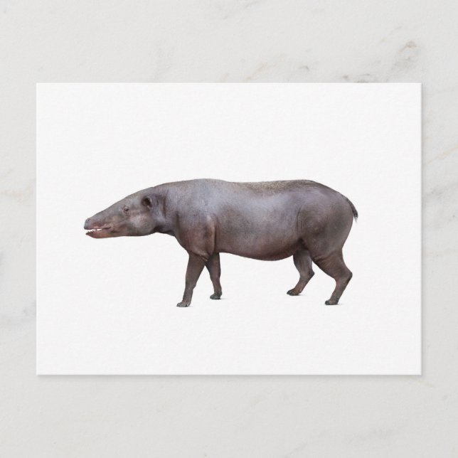 Anthracotherium ("Kohlebestie") Postkarte, weiß Postkarte (Vorderseite)