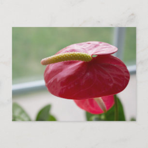 Anthurie, rot, grün, Blüte, Fotografie Postkarte