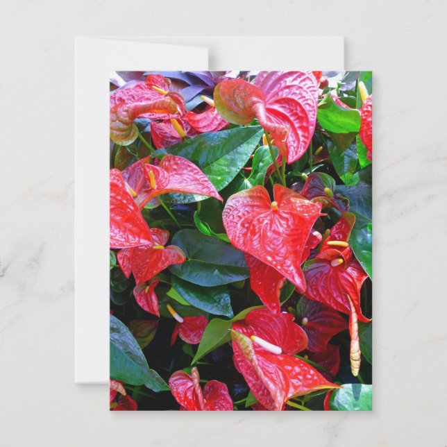Anthurium (Vorderseite)