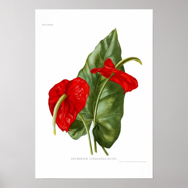 Anthurium atrosanguineum poster (Vorne)