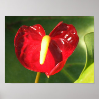 Anthurium-Blume Poster