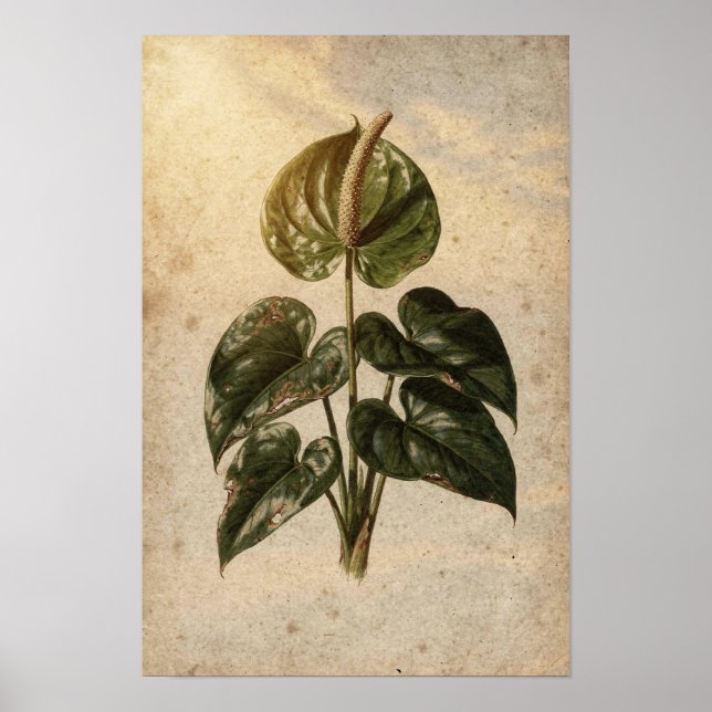 Anthurium-Botanikposter Poster (Vorne)