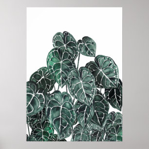 Anthurium-Pflanze Poster