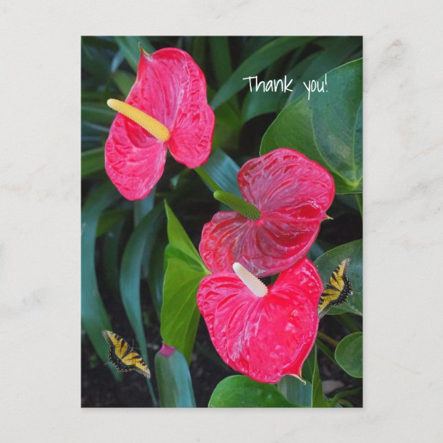 Anthurium-Pflanze Postkarte (Vorderseite)