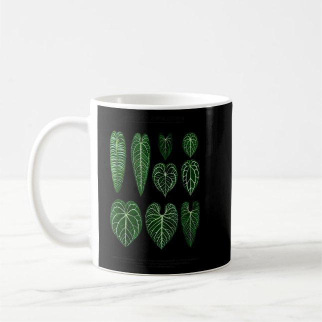 Anthurium Pflanzgut Foliage Veitchii Waroqueanum C Kaffeetasse (Links)