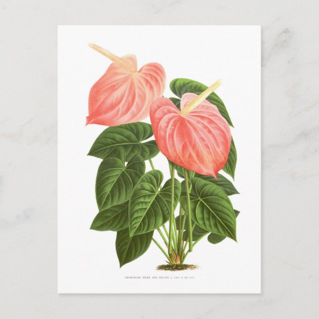 Anthurium Postkarte (Vorderseite)