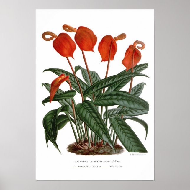 Anthurium scherzerianum poster (Vorne)