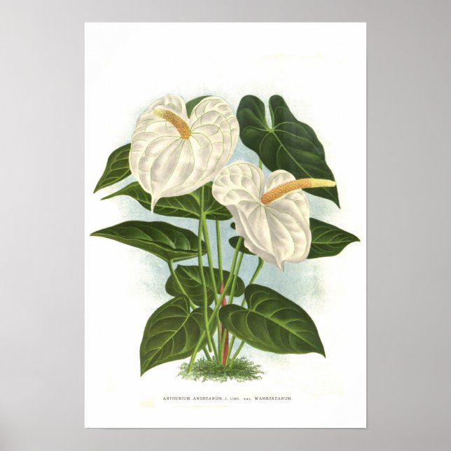 Anthurium und Reanum Poster (Vorne)