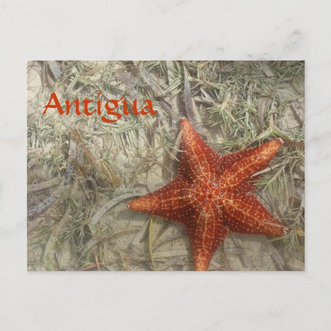 Antigua Starfish Postkarte (Vorderseite)
