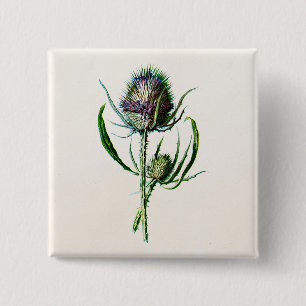 Antik 1902 Alte Schottische Distel Wilde Blume Button
