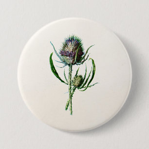 Antik 1902 Alte Schottische Distel Wilde Blume Button