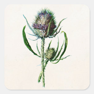 Antik 1902 Alte Schottische Distel Wilde Blume Quadratischer Aufkleber