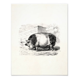 Antik Schwarz Weiß Gepunktet Schwein Schweine Alt Fotodruck