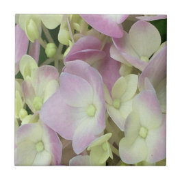 Antik Weiß und Dusty Pink Hydrangea Petals Fliese