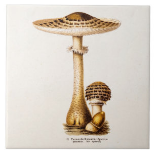 Antike 1800er Champignon Agricus Pilze Vorlage Fliese