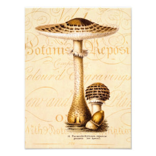 Antike 1800er Champignon Agricus Pilze Vorlage Fotodruck