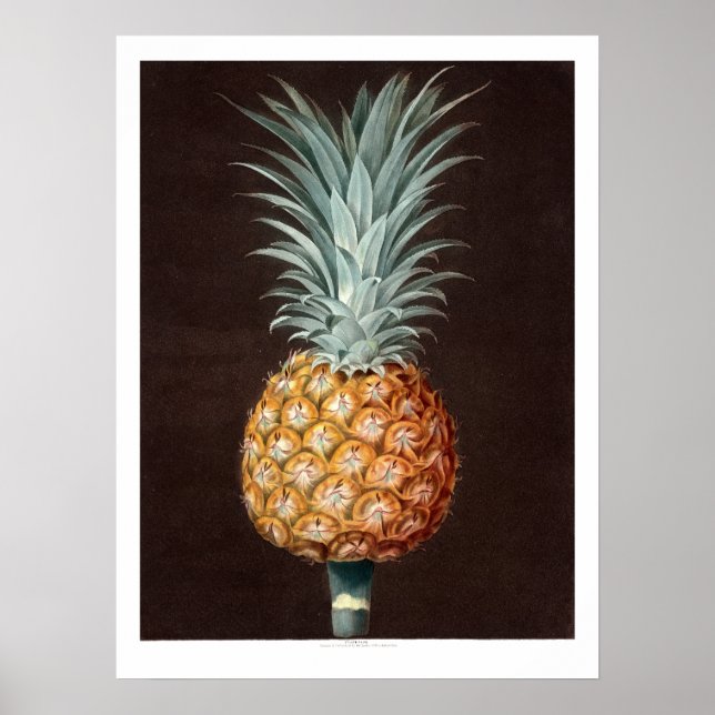 Antike 1807 Ananas Botanische Illustration Poster (Vorne)