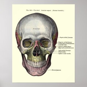 Antike anatomische Illustration Poster