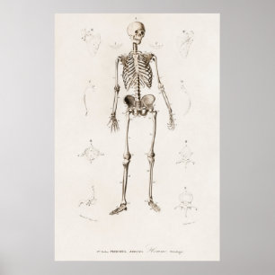 Antike anatomische Illustration Poster