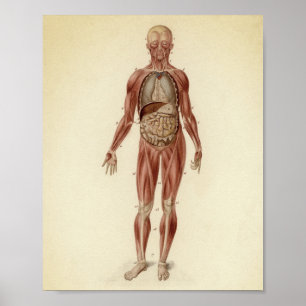 Antike anatomische Illustration Poster