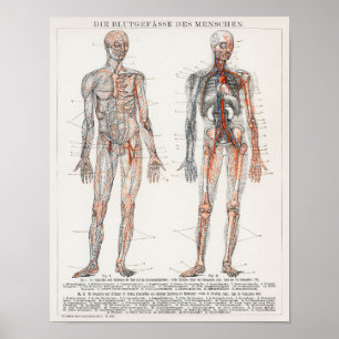 Antike anatomische Illustration Poster