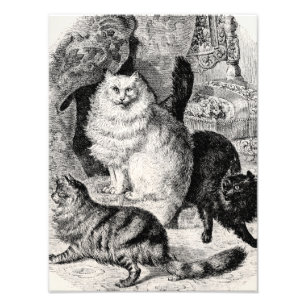 Antike Angora-Katze Illustration Perserkatzen 1800 Fotodruck