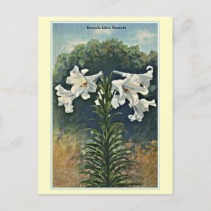 Antike Bermuda-Lilien, Bermuda Postkarte