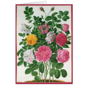 Antike blühende Blumen, Frühlingsgartenrosen