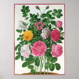 Antike blühende Blumen, Frühlingsgartenrosen Poster