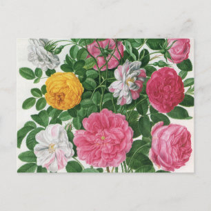 Antike blühende Blumen, Frühlingsgartenrosen Postkarte