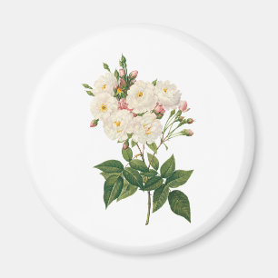 Antike Blumen Florale Röte Noisette-Rose Redoute Magnet