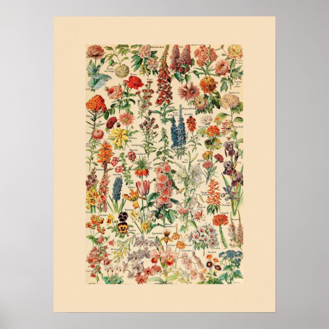 Antike Blumen Poster (Vorne)
