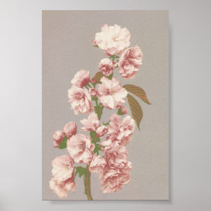 Antike Blumenfotografie Poster