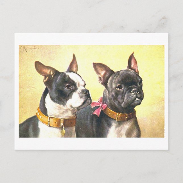 Antike Boston Terrier Postkarte (Vorderseite)