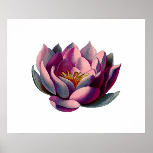 Antike Botanicals Rosa Liege Lotus Poster