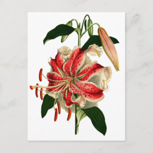 Antike Botanicals Rosa und Weiße Lilie Postkarte