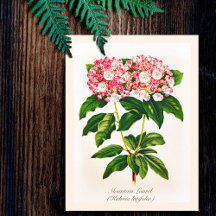 Antike Botanische Abbildung Berglorbeer-Blüte