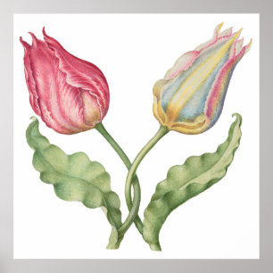 Antike botanische Abbildung Blume Tulpe Poster