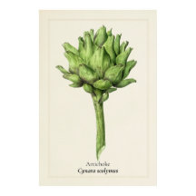Antike botanische Artischocken-Illustration | Küch