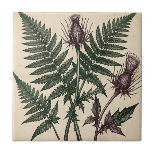 Antike botanische Darstellung von Distel und Farn Fliese