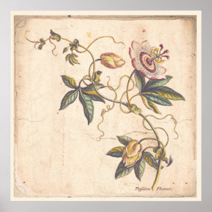 Antike botanische Druck-Plakat-Leidenschaft Fower Poster